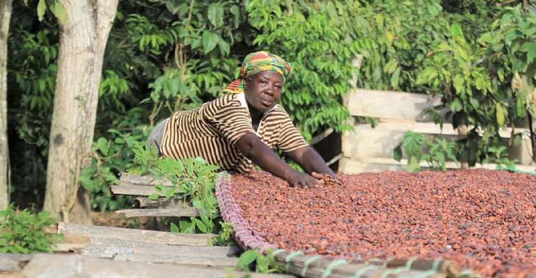 Shading the cocoa trees for people and&nbsp;nature