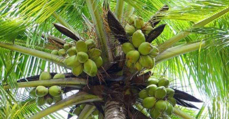 Coconut Federation to sue creator of ‘blood coconut’ viral&nbsp;video￼