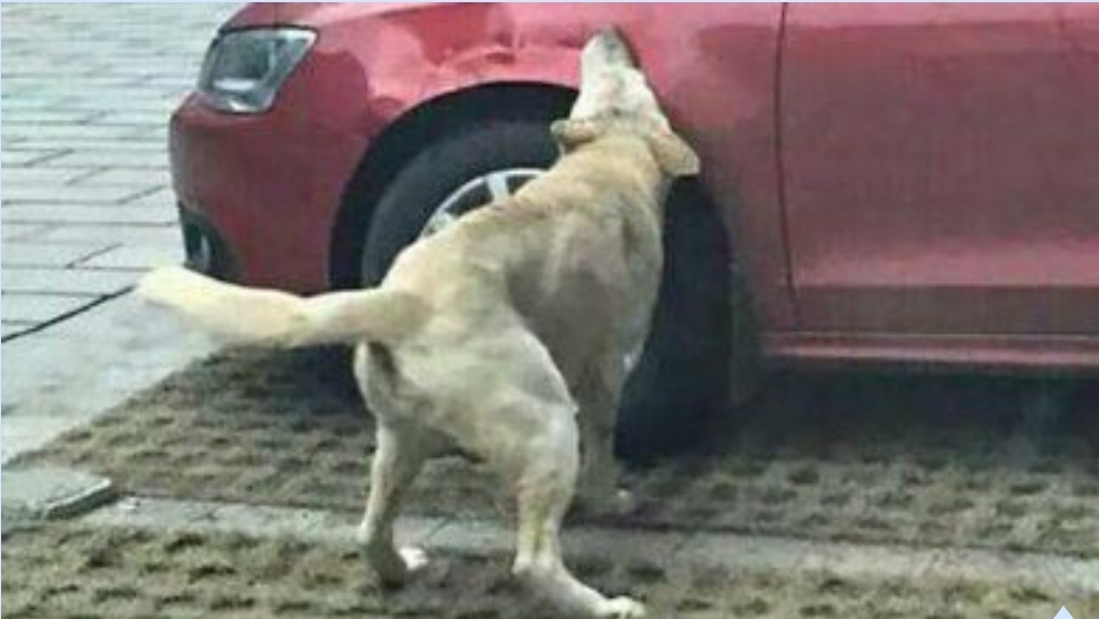 The mystery of damaged cars and punctured tires for months in a small village in Molise has been solved: it was the dog Billy, now the owner will have to pay&nbsp;compensation
