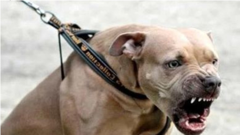 Bitten in the genitals by his pitbull, a 43-year-old barricades himself on the balcony to save himself and ask for help. Rescued by the firefighters, he is&nbsp;serious